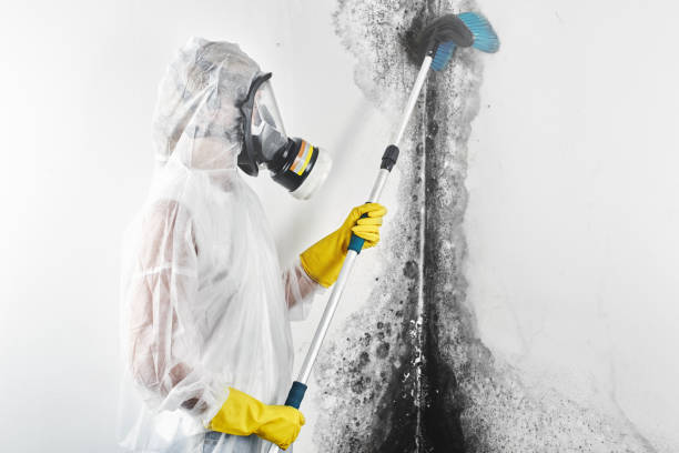 Biohazard Mold Removal in Palmer Lake, CO