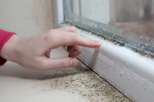Dehumidification Services in Palmer Lake, CO